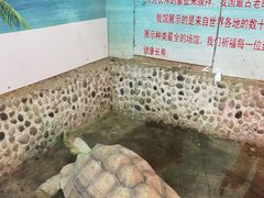 -上海大自然野生昆虫馆(东方明珠·爬宠昆虫探索中心)