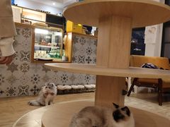 -猫小主咖啡·猫咖cat cafe(福田店)