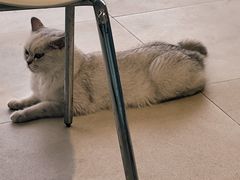 -怪兽屋·羊驼·猫咖·狗咖(俊华广场店)