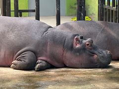 -大连森林动物园