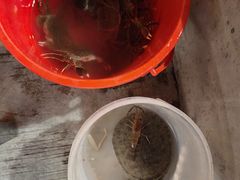 -粮心小农·大头虾亲子生态园(长发店)