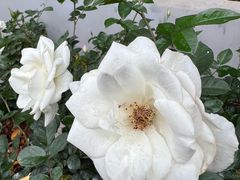 -人民公园(罗湖区)