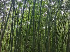 -同里国家湿地公园