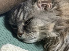 -美联众合动物医院·24h转诊中心