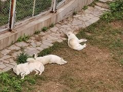 -石家庄市动物园