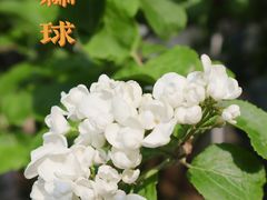 -苏州园林博物馆