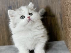 -小猫来了·猫舍(红山六九七九店)