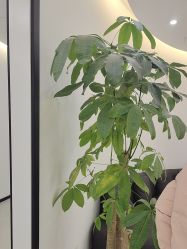 -医方嘉明医疗美容