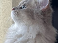 -欣宠猫屋·矮脚拿破仑·蓝金金渐层