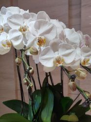 -恒美雅轩·品牌直营连锁