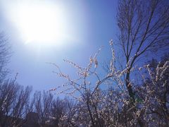-桃花堤公园