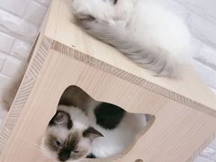 -momokira米努特·德文卷毛猫·棉花面纱犬