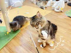 -COLOR PETS 撸猫馆·购猫·猫咖(长风大悦城店)