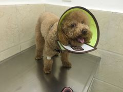 -仁华宠物医院(青羊店)