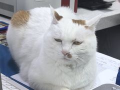 -纳吉亚猫专科动物医院·北北分院