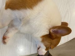 -浣熊柯尔鸭土拨鼠·电玩咖