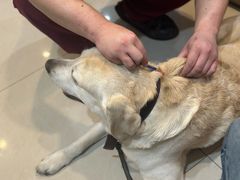 -艾贝尔宠物医院·24H转诊中心·肿瘤猫专科(江宁双龙店)
