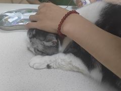 -瑞鹏宠物医院·骨科·猫科·内科(第一中心)