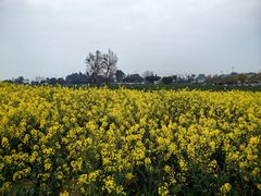 -三圣花乡旅游区