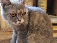 -more than meow吴止猫主题餐厅(承德 中船汇店)