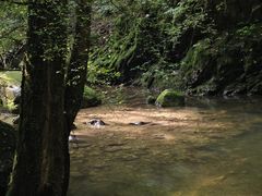 -牛背梁国家森林公园