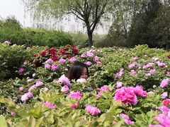 -洛阳市隋唐城遗址植物园