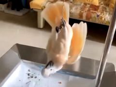 -青石桥花鸟鱼虫市场(叠翠城店)