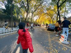 -三里屯东五街银杏大道