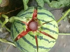 -洛阳龙门海洋馆
