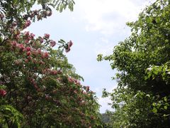 -野象谷景区