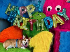 -百好乐宠物友好餐厅(朝外大街店)