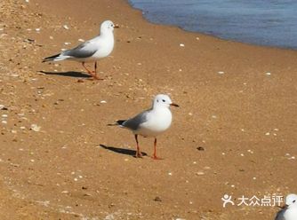 初春的西海滩公园美的很安静，海水在夕阳下泛着点点的波
