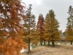 -池杉湖湿地公园