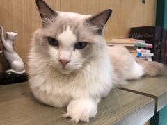-飞行喵MR PILOT|猫舍·猫咖(静安大融城店)