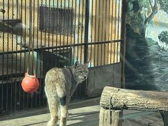 -青藏高原野生动物园