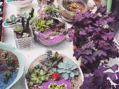iphone_upload_pic-秦美花卉(天朗·莱茵小城2期店)