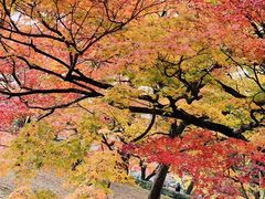 -京都御所