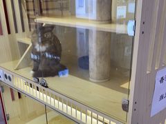 -爪爪喵星球·猫舍(前海卓越店)