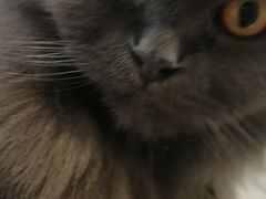 -楼上猫咖(罗湖店)
