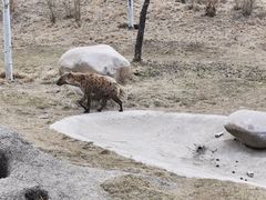 -北京野生动物园