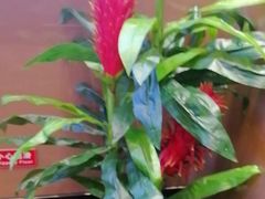 -大碗居·烤鸭·鱼头泡饼(天坛东门店)