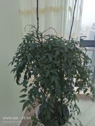 -HEYAN荷妍专业脱毛连锁机构