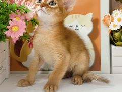 -小猫来了·猫舍(红山六九七九店)