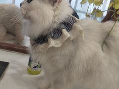 -共舞时光猫咖·狗咖(新街口店)