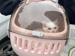 -欣宠猫屋·矮脚拿破仑·蓝金金渐层