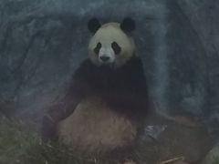 -深圳野生动物园