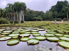 -中国科学院西双版纳热带植物园
