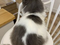 -李小姐の猫咖啡馆(五角场店)