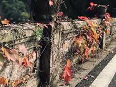 -鲁镇