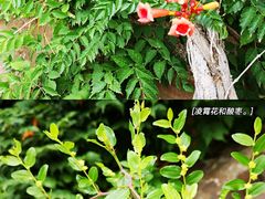 -北京西山国家森林公园